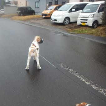 押し寄せる狂犬病・混合ワクチン・フェラリア予防まだある・・・ダニ予防💦