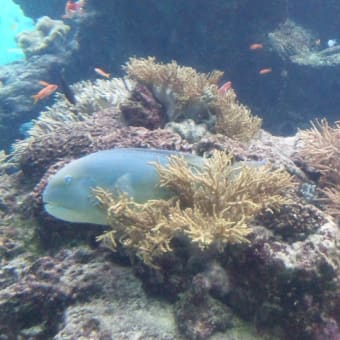 沖縄2　悲劇の美ら海水族館