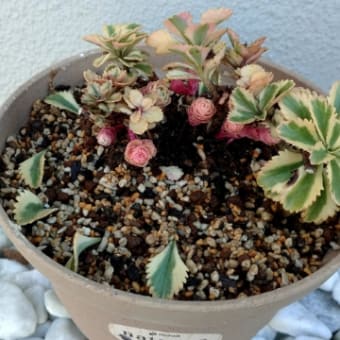セダムとか、玉ねぎとか