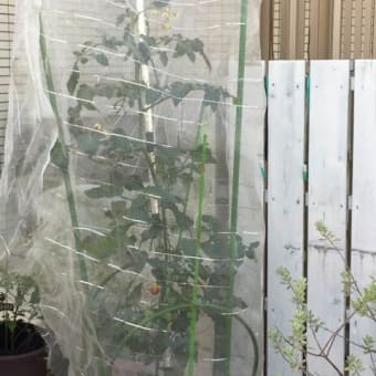 伸ばすか摘むか