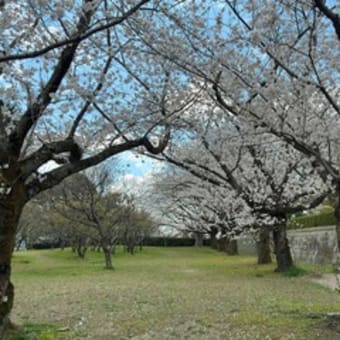 平和公園の桜ー２０２５（北九州市小倉北区）