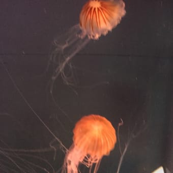 清水に日帰り旅