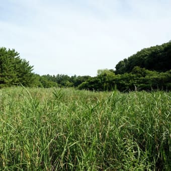 朝のネアカヨシヤンマ