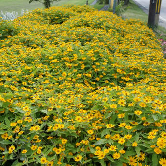 まだまだ沢山の花が咲いてます