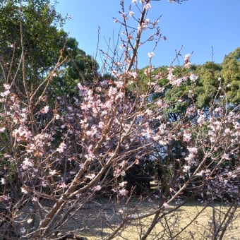 春を探しながら