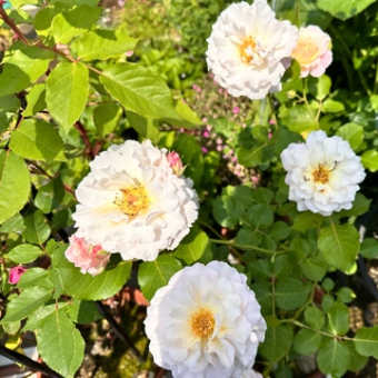 お花は枯れていませんでした♪
