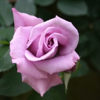ＯＰＥＮ　ＧＡＲＤＥＮ