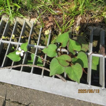 雨の晴れ間「野の花」を見に行く。