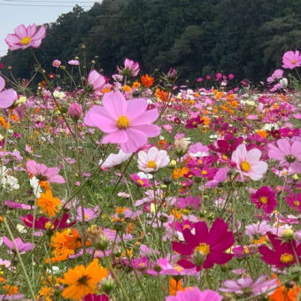 秋桜