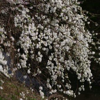 春爛漫・・桃の花