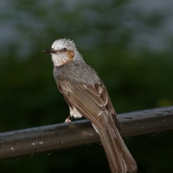 雨の日の訪問者　ヒヨドリ