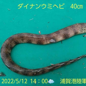 笑転爺の釣行記　5月12日☁　浦賀港陸軍桟橋