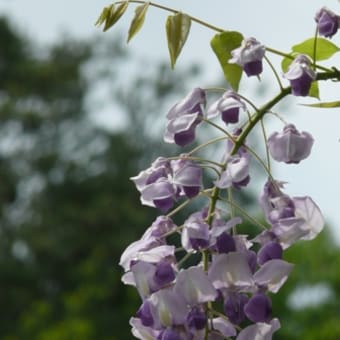 交通公園の藤棚