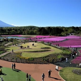 今月のテンプレート（Ｎｏ３３）富士本栖湖リゾートの芝桜