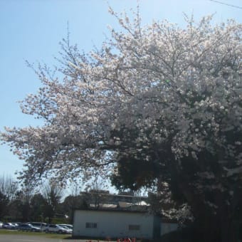 桜咲く頃