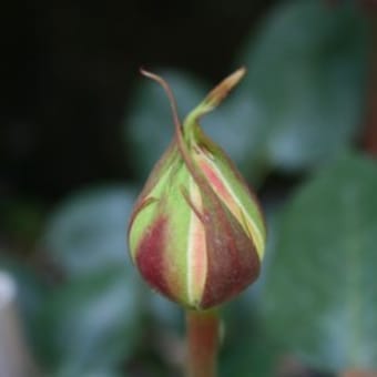 薔薇　　はじけそうな娘達