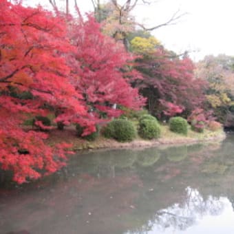 京都の紅葉（府立植物園）