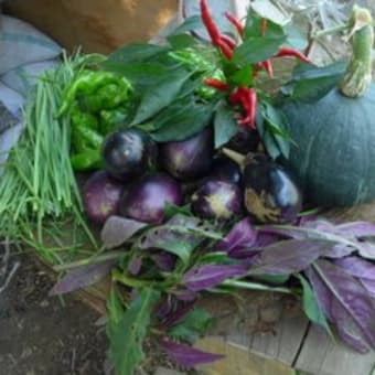 今元気な野菜　　夏の名残
