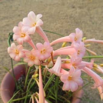 2月の花　（自宅）