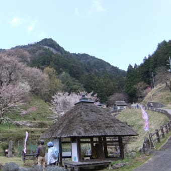宇陀市の桜見物