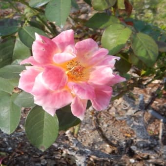 秋のバラめぐり 伊丹市荒牧バラ公園 231025