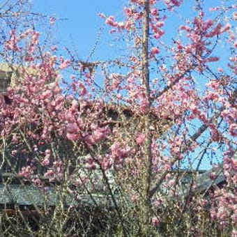 主いぬ家の庭に今年も咲く梅の花