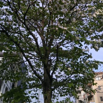 春爛漫