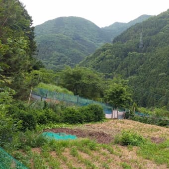 令和7年6月18日・今朝の東祖谷19℃（19.0℃）