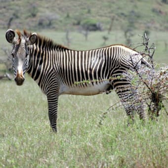 清水謙行が世界を旅するブログー絶滅危惧種