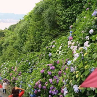 2014年6月18日　鎌倉　長谷寺～成就院