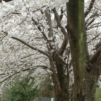 桜の中のムスカリ