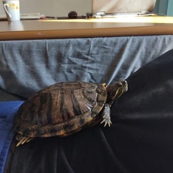 一難さってまた.....