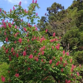 桐の木と、紅花とちの木(マロニエ)