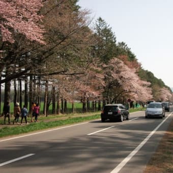 静内桜まつりドライブ