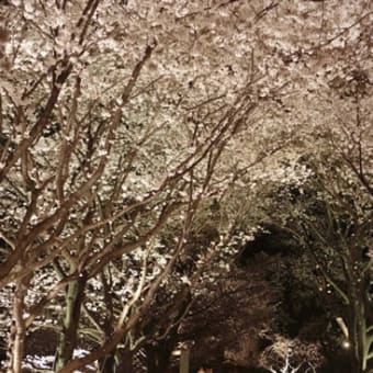 桜　ライトＵＰ