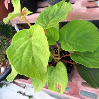 小鳥の種まき／発芽から1年間ずっと謎だった植物は・・・