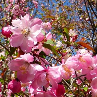 原谷苑の春の花々　・・・　京都市