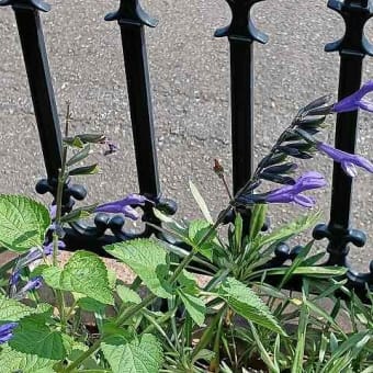 ちょっとだけ庭の芝生刈り