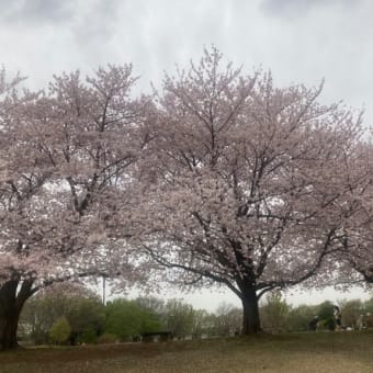 牡丹の花が咲いたよ♪   やっと桜も！