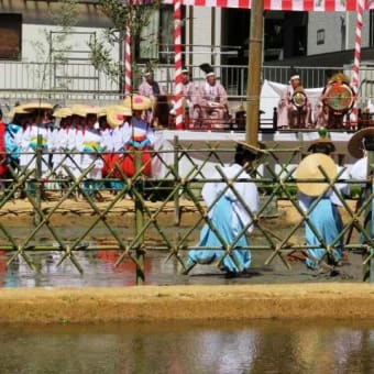 下関市住吉神社「御田植祭」＆イセヒカリの苗