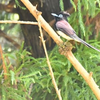 地元探鳥　