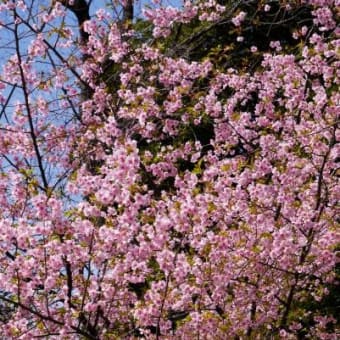 2021年 2月27日(土)の「駒込富士神社」