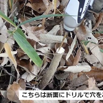 トウネズミモチ駆除実験2020