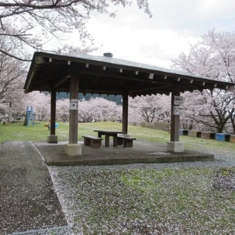 今年の桜は長持ち　南部町の桜の状況