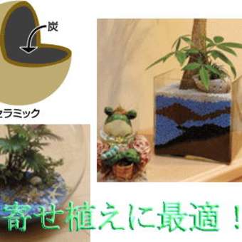 植物の成長に大切な根張が違うネオコールを使って秋のガーデニングしましょう