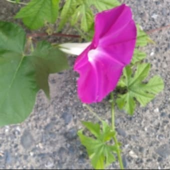 夏バテ始めました