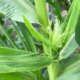 Hilo‘s Farm 夏野菜の収穫始まる