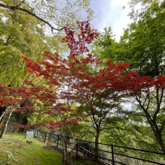 笠置山に登ってきました
