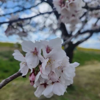 たっちゃんとお花見🌸