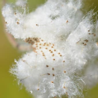「雪かな」と間違えるように午後の森の空を飛ぶ暖かそうな綿毛に包まれた秋明菊の種。
